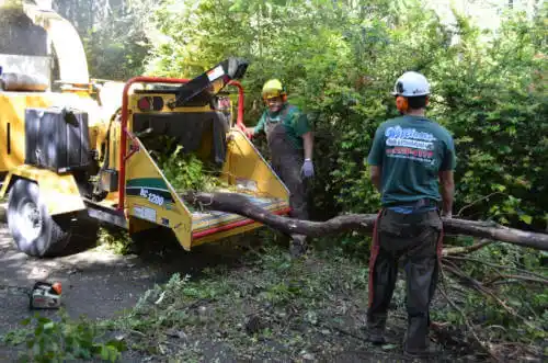 tree services Sebastopol